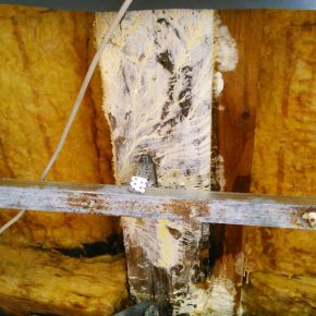 Holzschaden duch Pilzbildung auf Grund von regelmäßigen Undichtigkeiten und falschem Aufbau